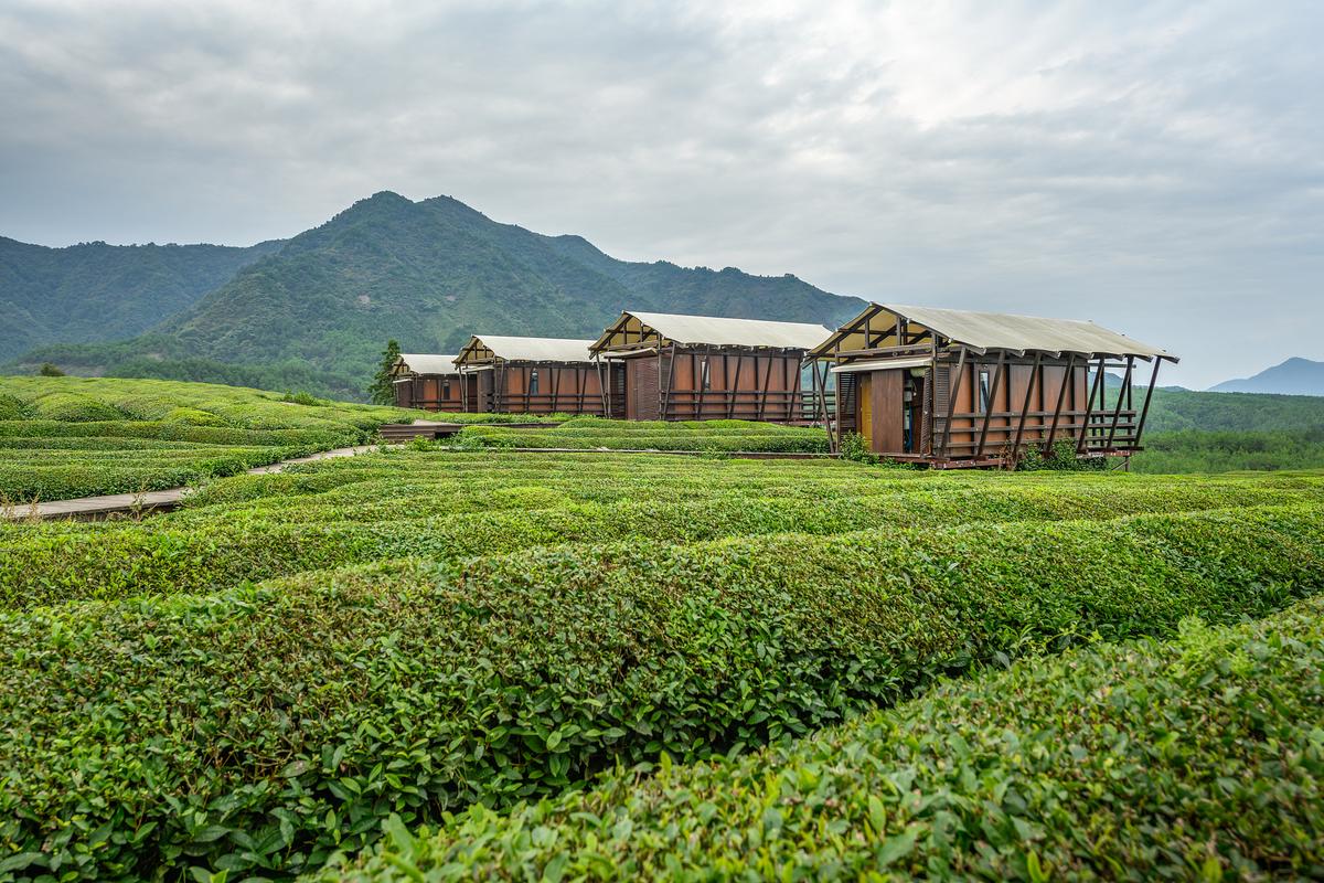 被誉为我国茶圣蚂蚁庄园背景故事？(陆羽传奇深度探索！)