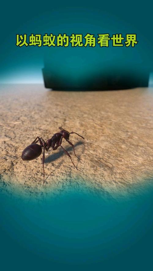 我们看到喜欢的人蚂蚁庄园是什么？原来是这5个浪漫互动！