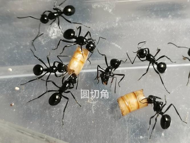 我们看到喜欢的人蚂蚁庄园是什么?原来是这5个浪漫互动!