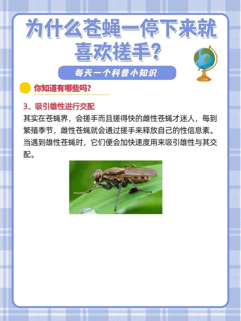 为什么苍蝇一停下来就会搓手？(5点生活影响必看)