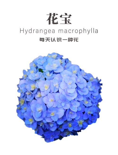 奇妙花宝有啥特殊功能？这些超实用玩法千万别错过！