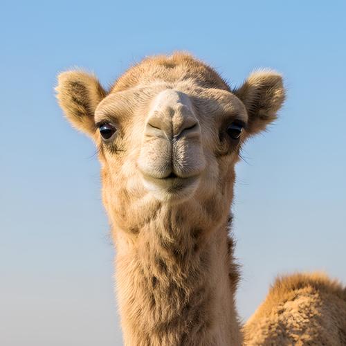 被称为沙漠之舟的动物是什么？揭秘它的神奇适应力！