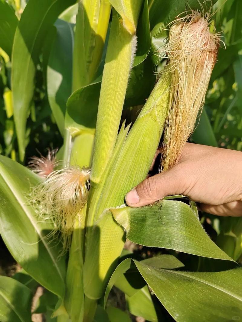 玉米笋就是小玉米?其实差别挺大,买前看清这点!