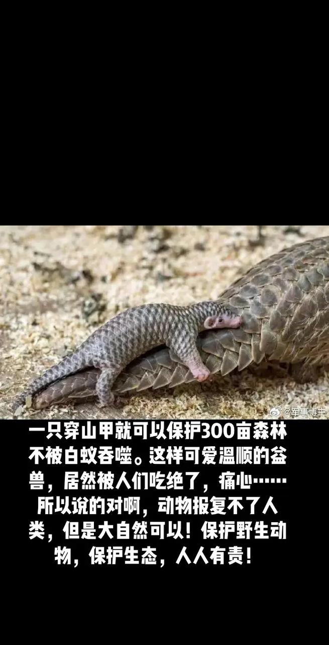 守护森林不被白蚁破坏的方法是什么（学会这三招轻松应对）