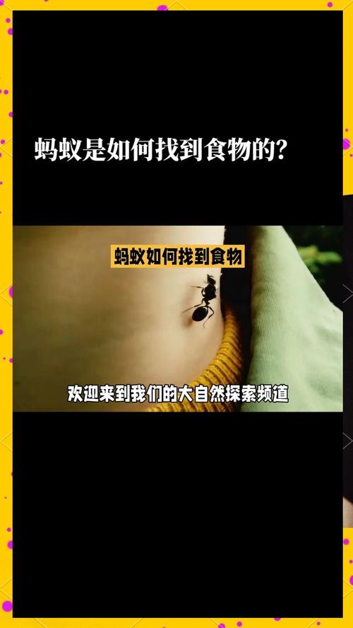 午后不犯困蚂蚁庄园食谱?老玩家分享必备技巧!