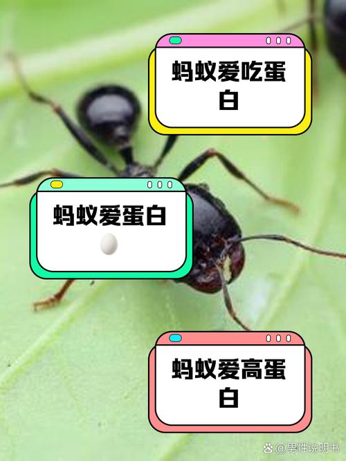 午后不犯困蚂蚁庄园食谱？老玩家分享必备技巧！