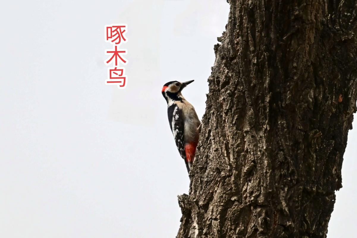 安全帽发明受啄木鸟启发作用大吗?(保护安全的关键原理分析)