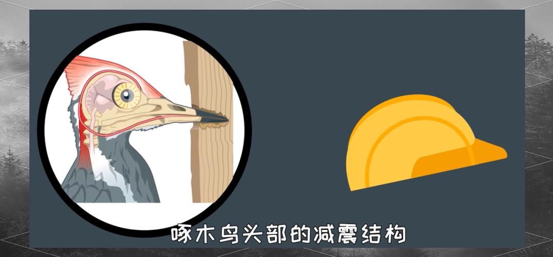 安全帽发明受啄木鸟启发作用大吗？(保护安全的关键原理分析)