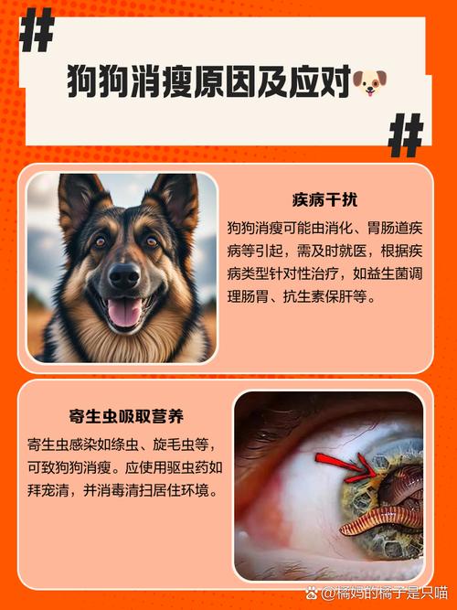 宠物消消看问题解决?常见故障修复大全攻略!