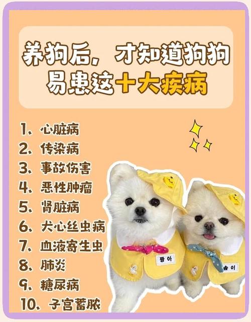 宠物消消看问题解决?常见故障修复大全攻略!