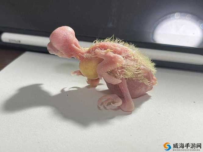 成长人雏鸟pro19幼儿版特色