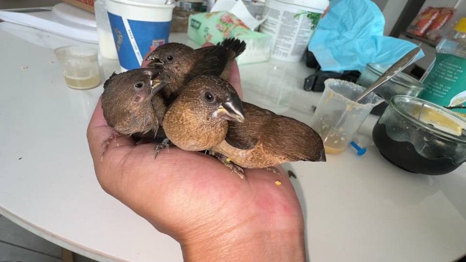 成长人雏鸟pro19幼儿版特色