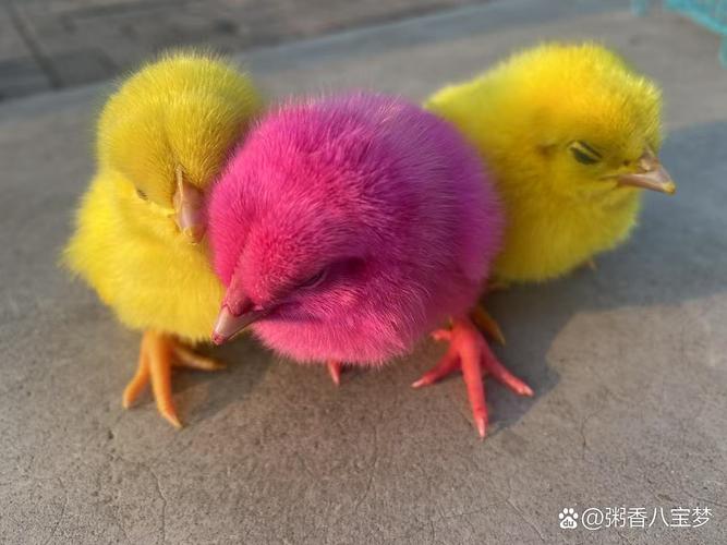 2023小鸡今日正确答题查询总出错？解决这个问题很简单