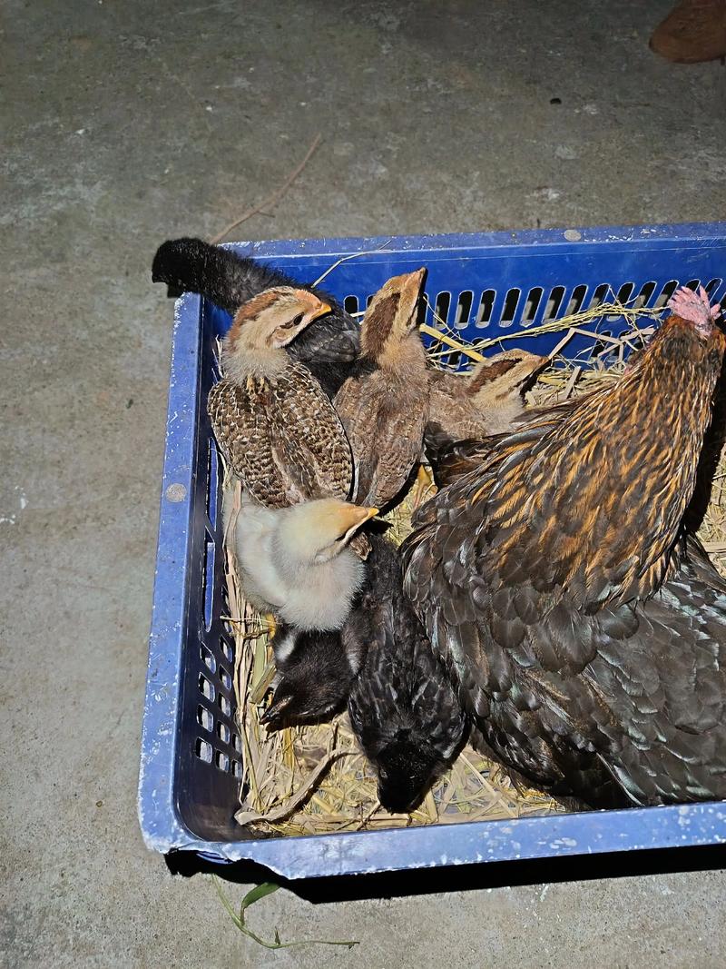 2023小鸡今日正确答题查询总出错?解决这个问题很简单