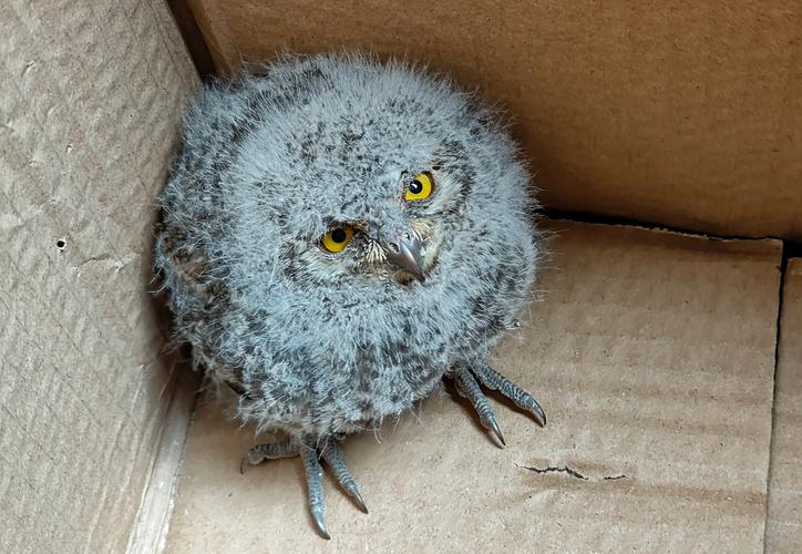 剥石者幼崽去哪里买?靠谱购买渠道与价格对比