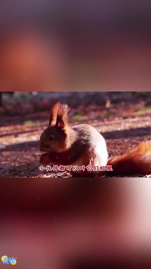 疯狂的松鼠行为大揭秘,这些你见过吗