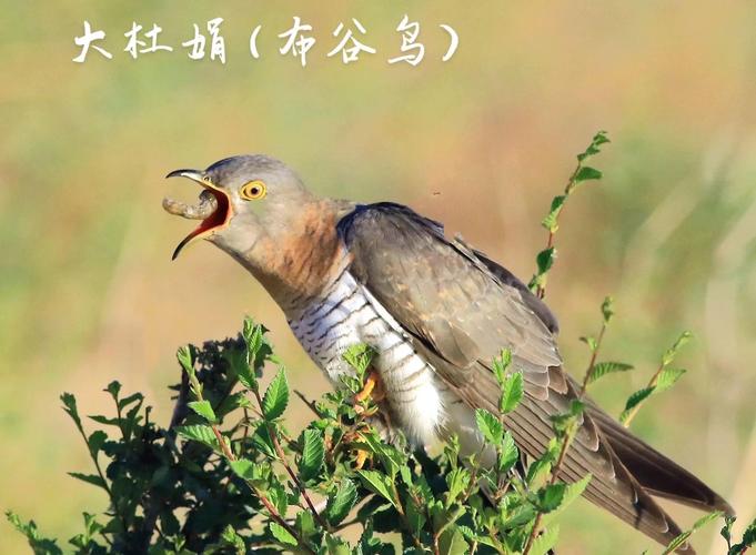 布谷鸟七夕传说知多少？带你走进浪漫故事里！