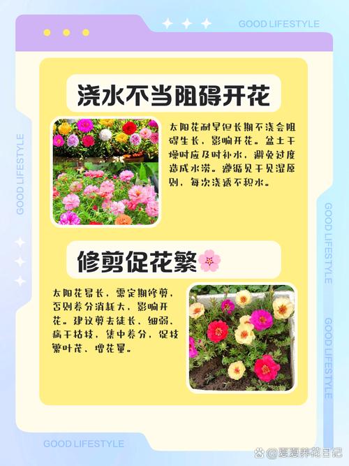 为什么大家都在讨论花冈实太？他究竟有何特殊之处？