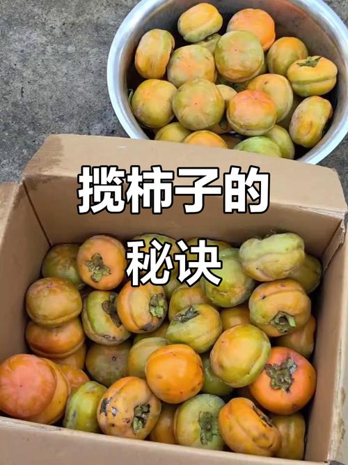 教你如何辨别可以揽柿子的品种？硬柿子和软柿子采摘技巧大不同！