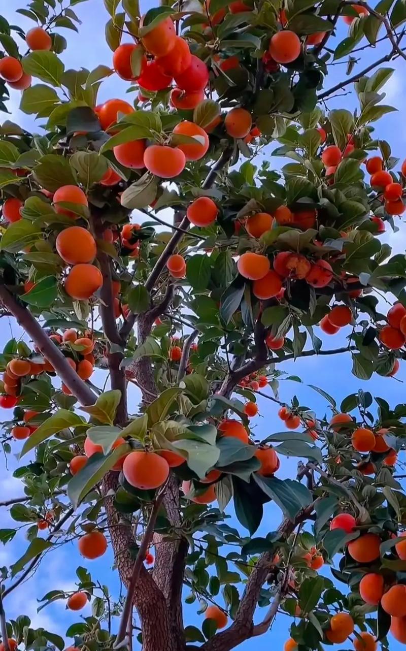 教你如何辨别可以揽柿子的品种？硬柿子和软柿子采摘技巧大不同！