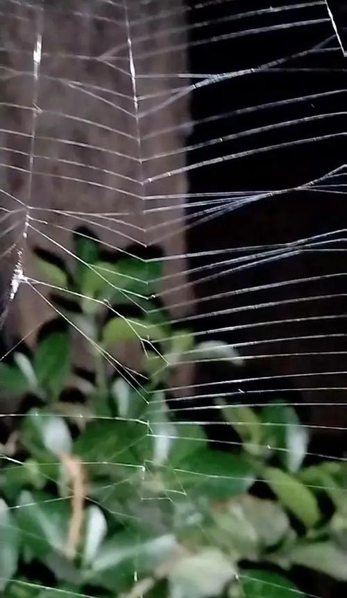 夜蜘蛛值得看吗？真实用户评价告诉你这部作品怎么样！