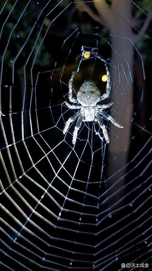 夜蜘蛛值得看吗？真实用户评价告诉你这部作品怎么样！