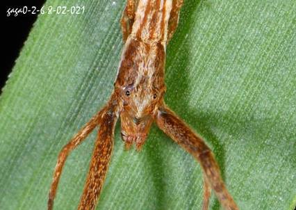 夜蜘蛛值得看吗？真实用户评价告诉你这部作品怎么样！