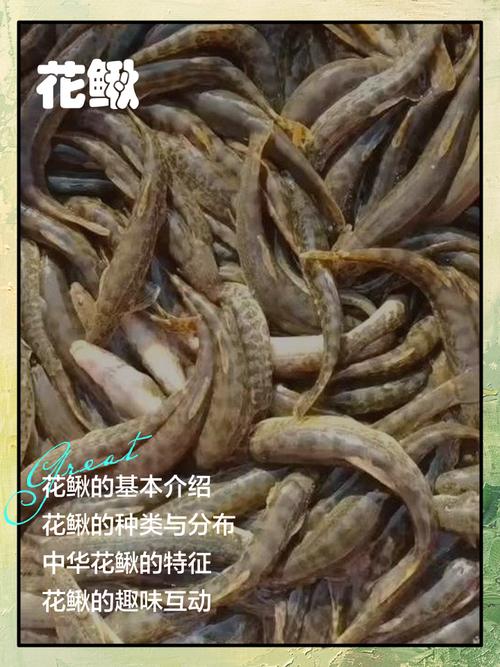 花鳅鱼能长多大能活多久?教你如何判断花鳅鱼的健康!