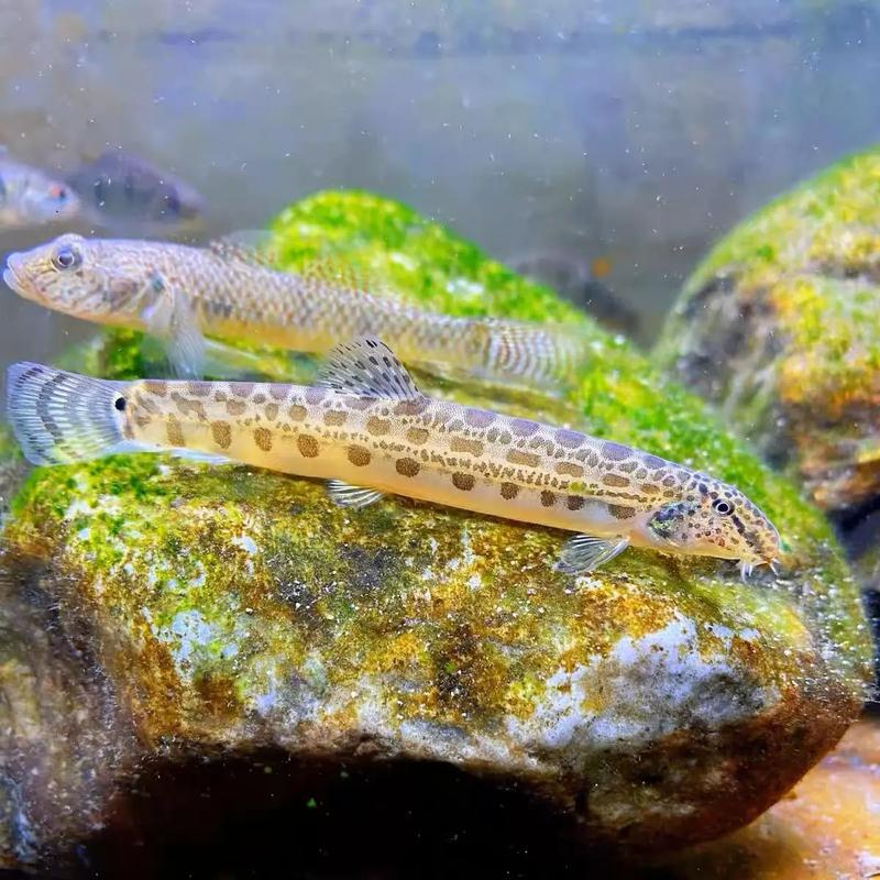 花鳅鱼能长多大能活多久？教你如何判断花鳅鱼的健康！