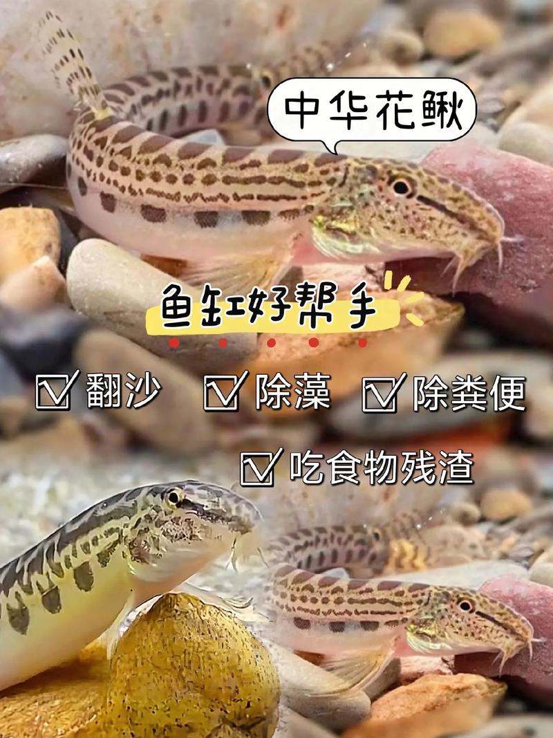 花鳅鱼能长多大能活多久?教你如何判断花鳅鱼的健康!