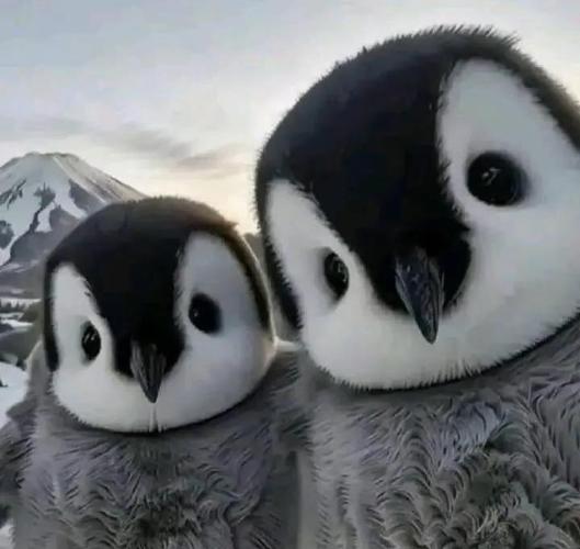 非洲有企鹅如何保护？听听业内人的建议！