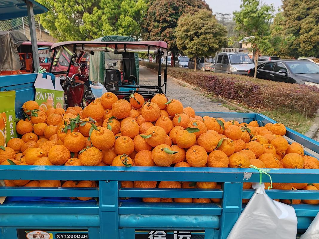 想买橘子新车去哪里买？官方渠道和最新优惠政策详解！