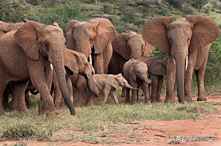 象群首领一般由公象还是母象担任？母象领导居多原因在这