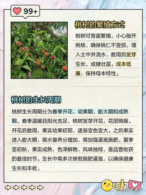 桃子移植存活率如何提高？掌握这3个关键点很轻松！
