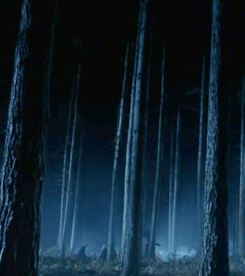 在禁林边缘似乎偶尔能找到破碎的