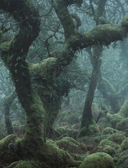 在禁林边缘似乎偶尔能找到破碎的