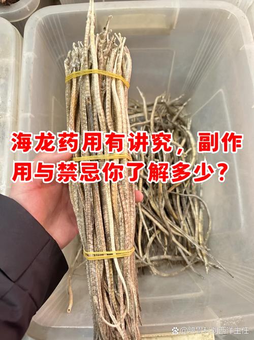 野生白海龙应该怎么辨别真假？学会这三招不吃亏！