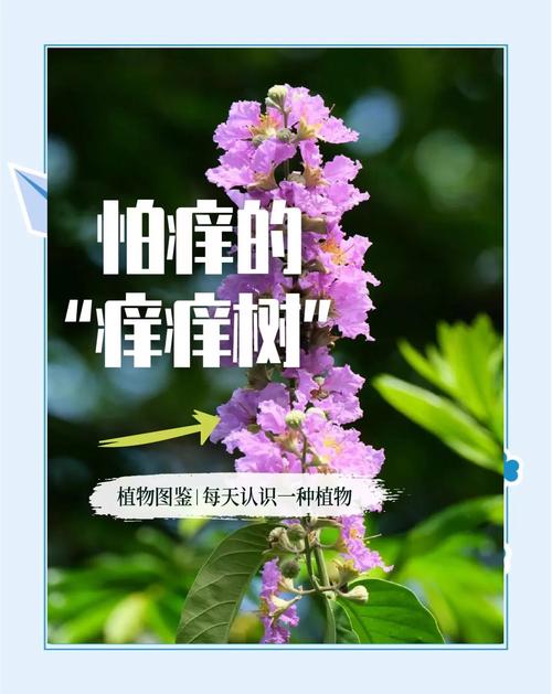 植物怕痒怎么回事？揭秘哪种被称为痒痒树知识点！