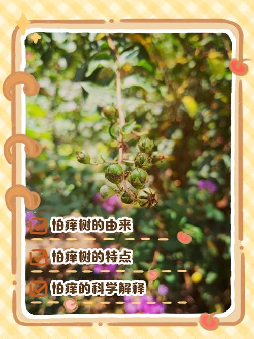 植物怕痒怎么回事？揭秘哪种被称为痒痒树知识点！