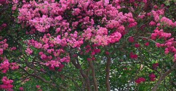 植物怕痒怎么回事？揭秘哪种被称为痒痒树知识点！