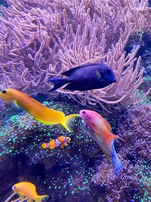 华丽荧光鱼有什么特点？超美荧光外观还不贵真划算