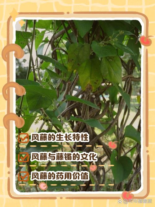 风暴藤有毒吗？家里养它会不会影响宠物和家人健康？