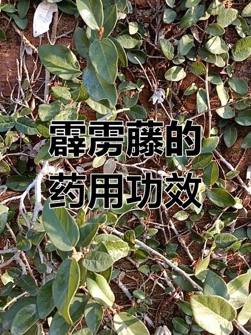 风暴藤有毒吗？家里养它会不会影响宠物和家人健康？