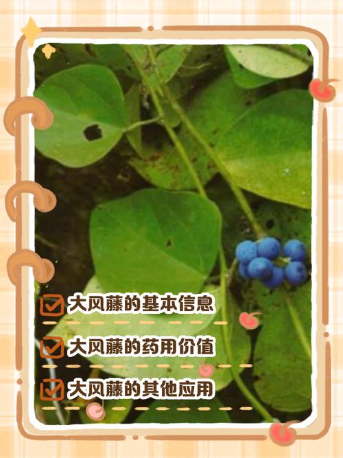 风暴藤有毒吗？家里养它会不会影响宠物和家人健康？