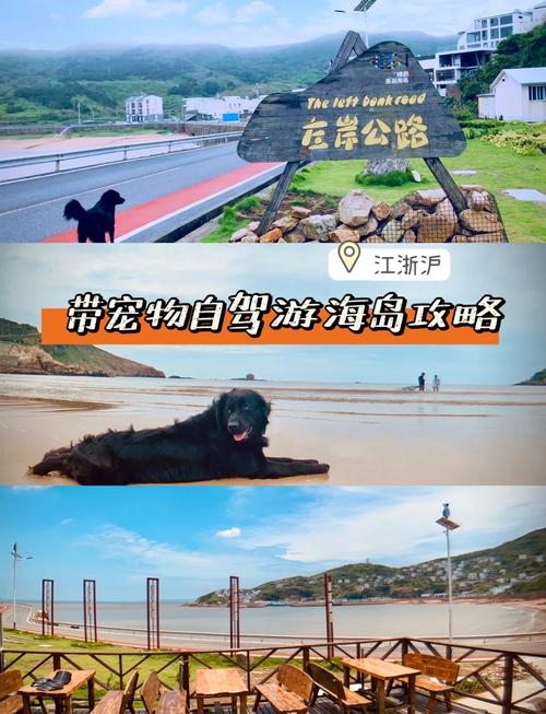 宠物岛真的值得去吗？去了才知道这几个隐藏玩法有多好玩！