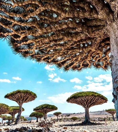 卡多雷为什么住在树上？探索泰达希尔的历史和由来！