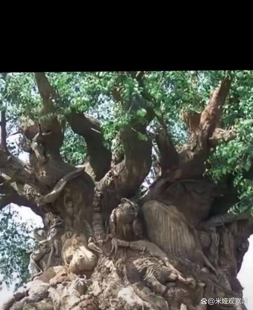 卡多雷为什么住在树上？探索泰达希尔的历史和由来！