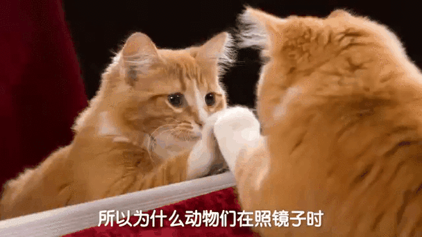 小猫小狗能辨认出镜子里的自己吗