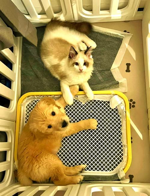 小猫小狗能辨认出镜子里的自己吗