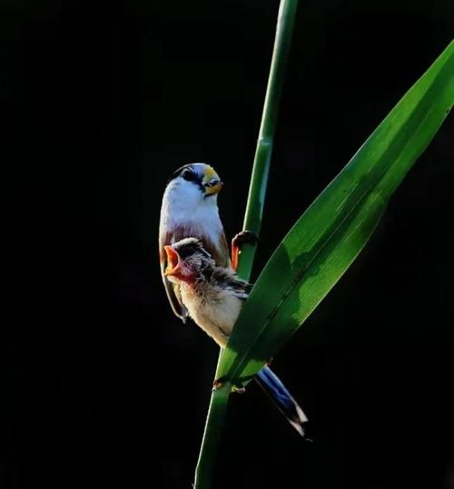 为什么鸟中熊猫数量这么少？看完你就知道它多珍贵！